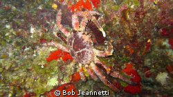 Carribean king crab on night dive, Cozumel by Bob Jeannetti 